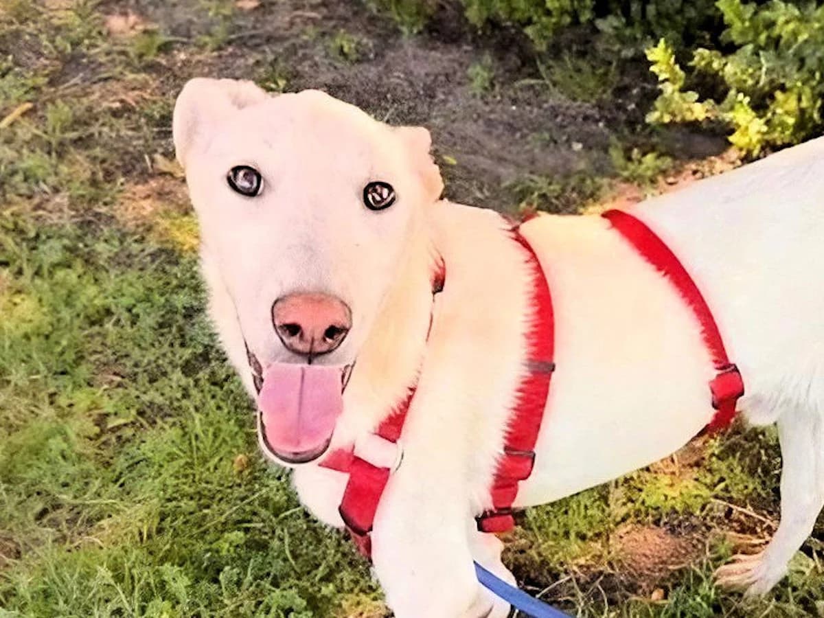 Ace, male young Mixed Breed for adoption at SardinienHunde e.V.