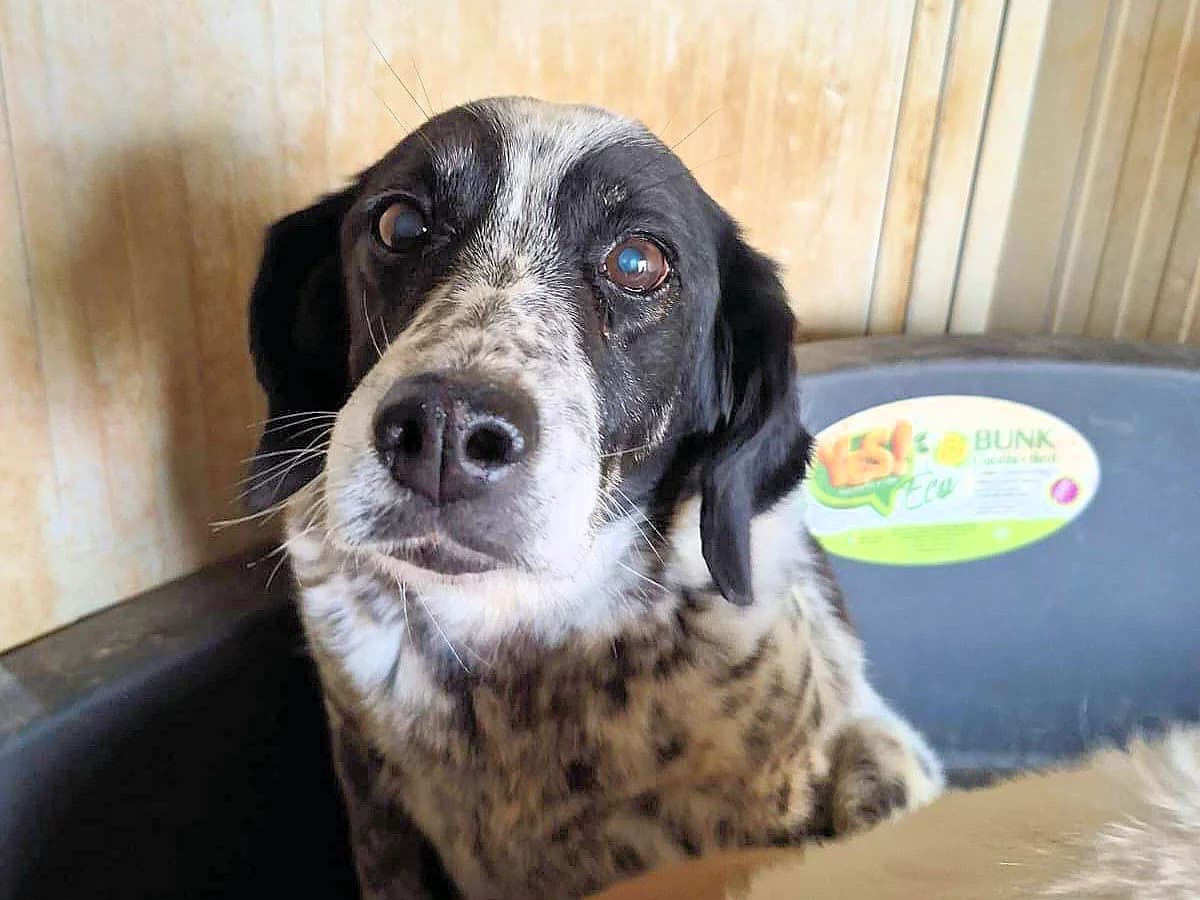 Acqua, female senior Mixed Breed for adoption at SardinienHunde e.V.