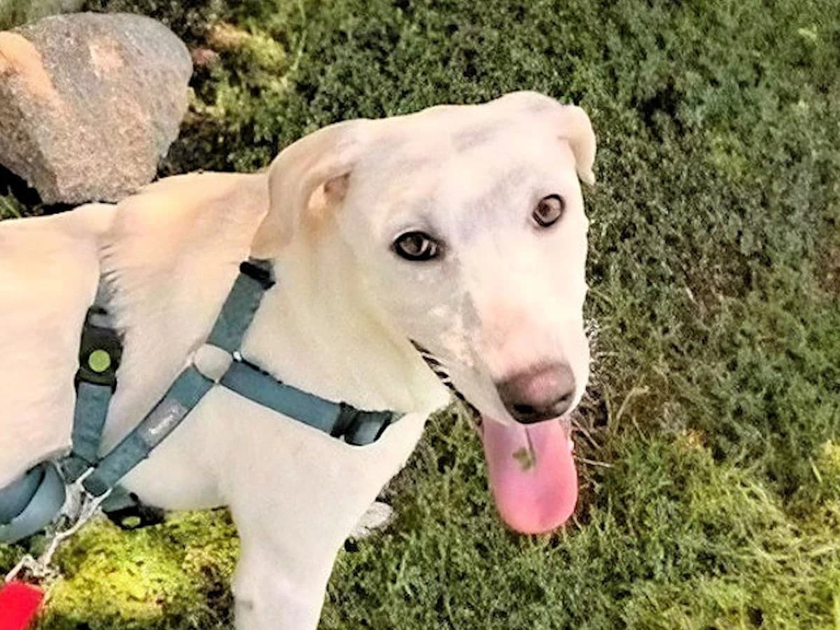 Aku, male young Mixed Breed for adoption at SardinienHunde e.V.
