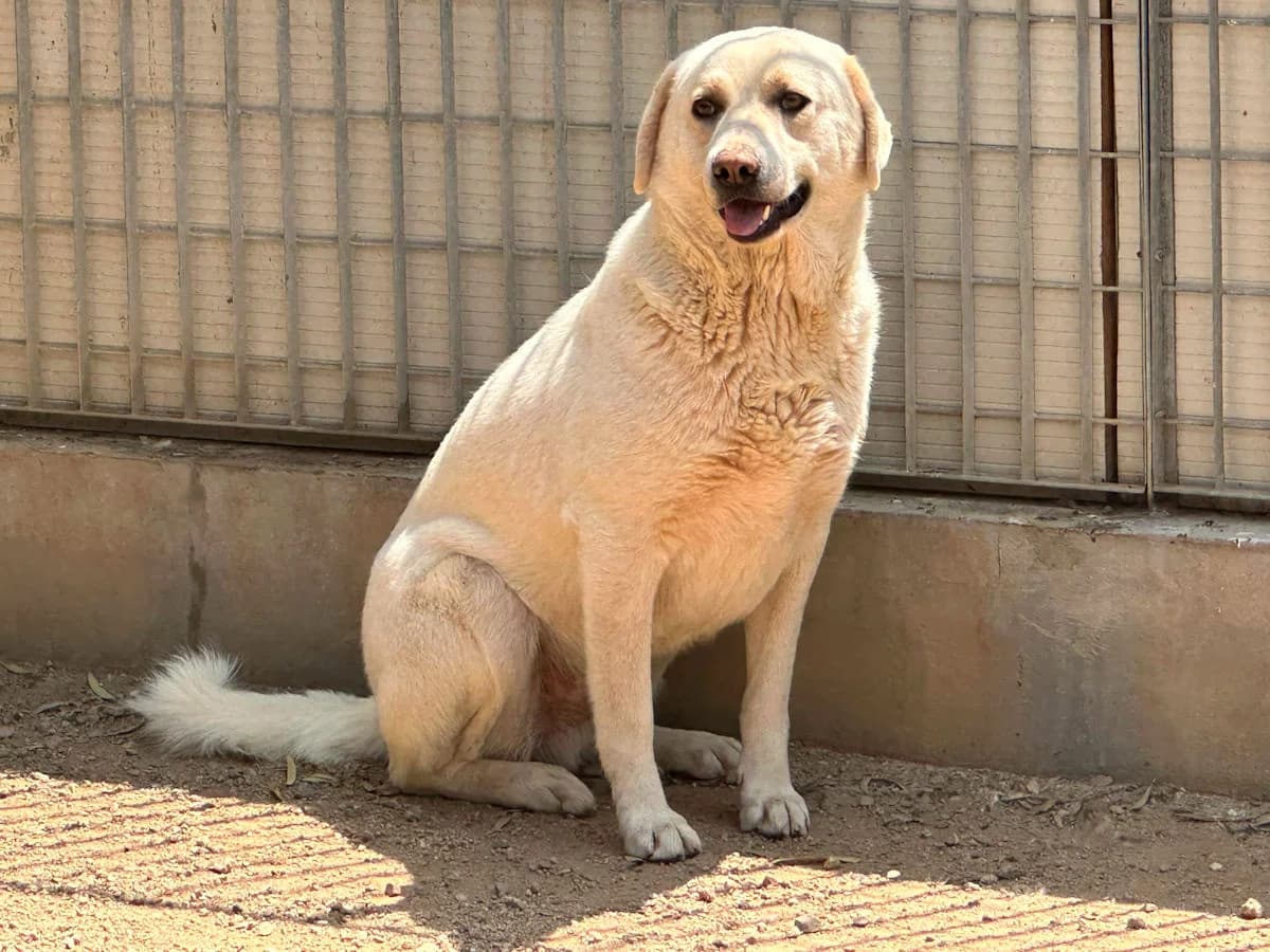 Alan, male 4yo Mixed Breed for adoption at SardinienHunde e.V.
