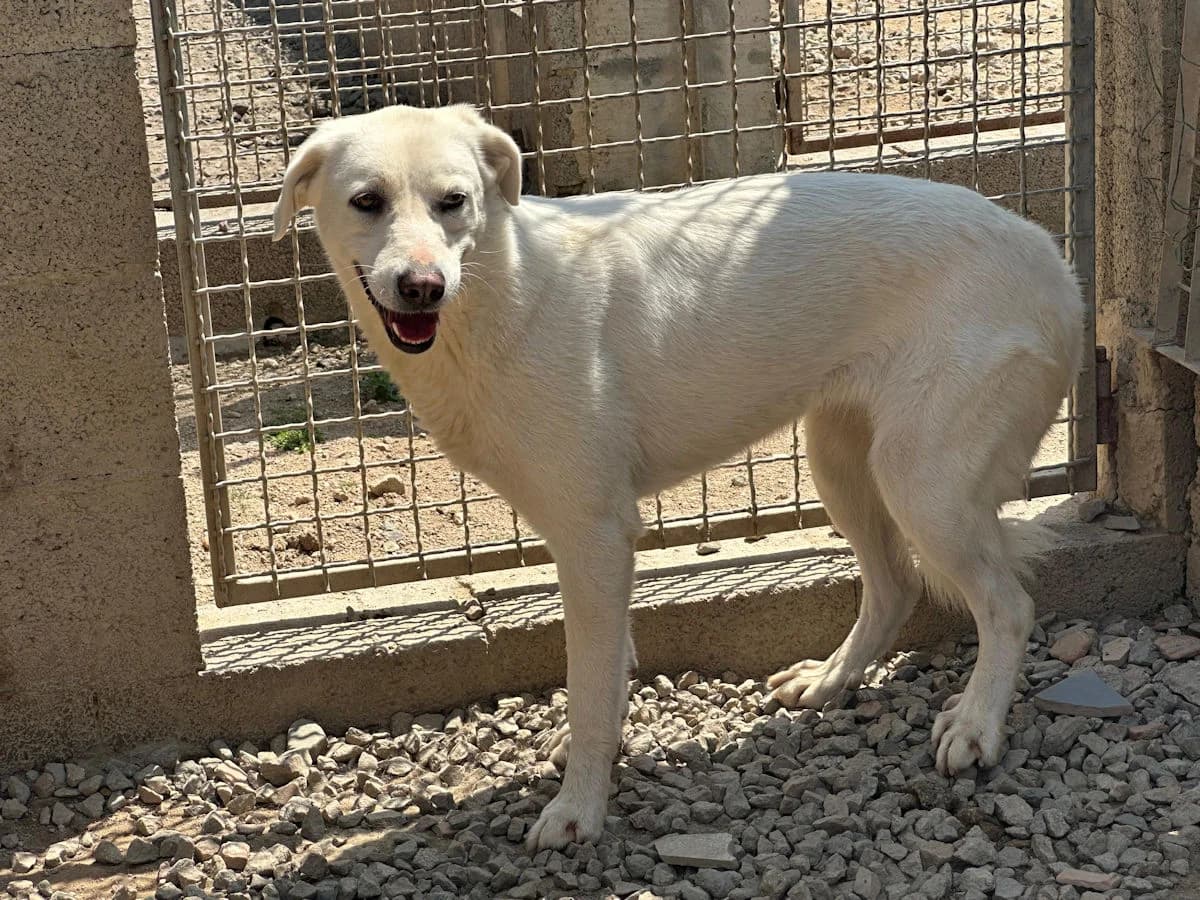 Albina, female 4yo Mixed Breed for adoption at SardinienHunde e.V.