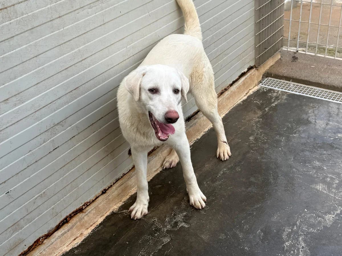 Alessio, male young Mixed Breed for adoption at SardinienHunde e.V.