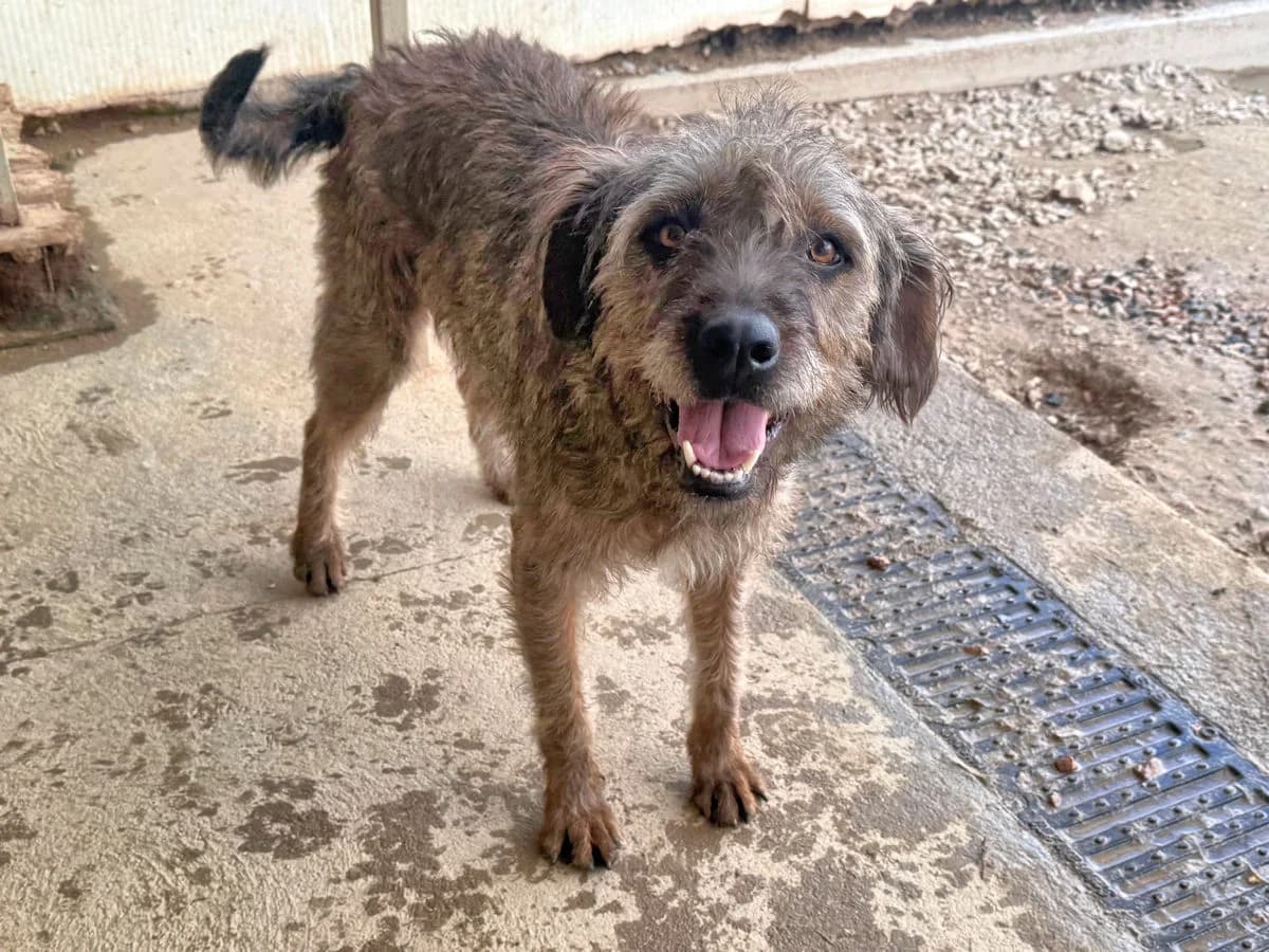 Altea, female 3yo Mixed Breed for adoption at SardinienHunde e.V.
