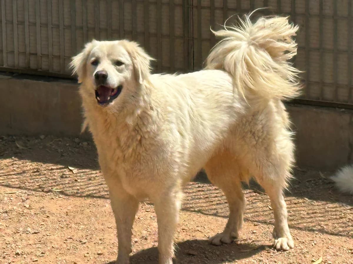Amir, male 4yo Mixed Breed for adoption at SardinienHunde e.V.