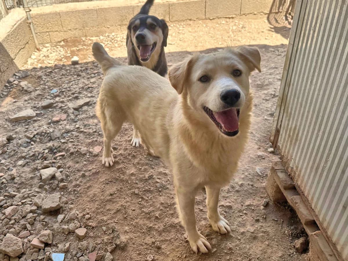 Angel, male young Mixed Breed for adoption at SardinienHunde e.V.