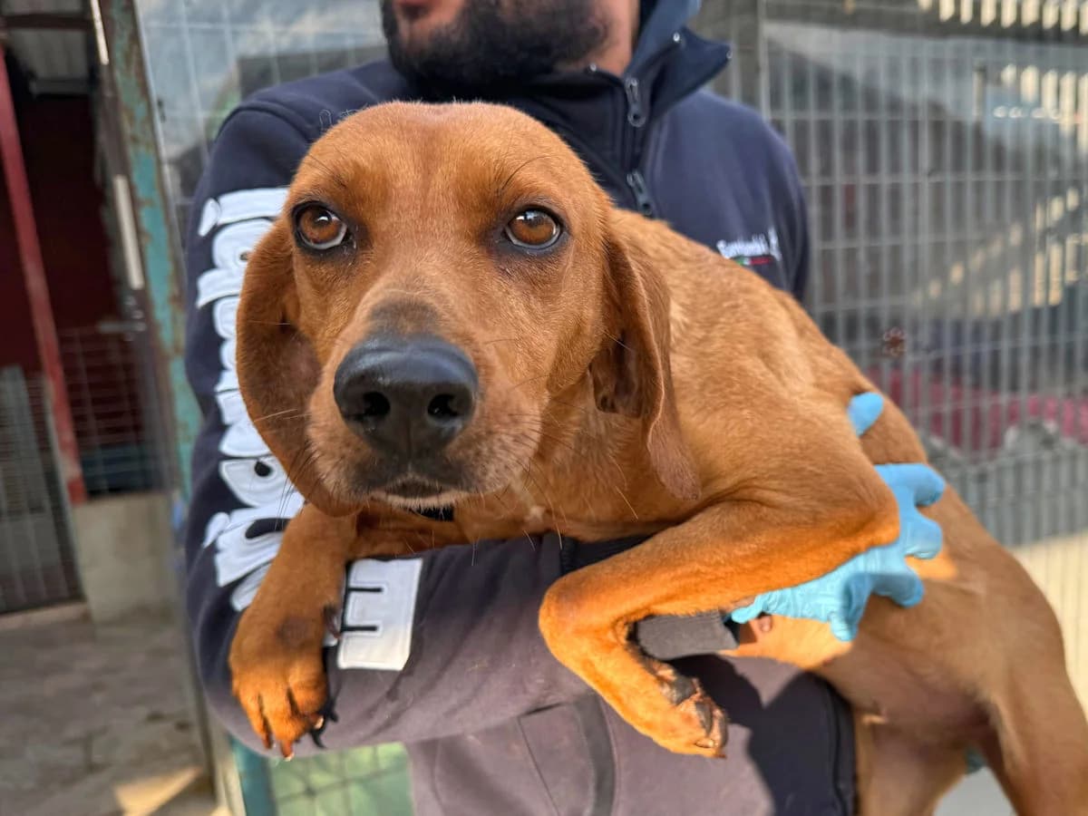 Angelica, female 7yo Mixed Breed for adoption at SardinienHunde e.V.