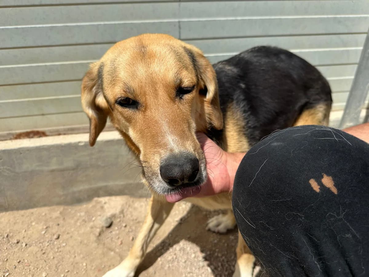 Antonella, female 4yo Mixed Breed for adoption at SardinienHunde e.V.