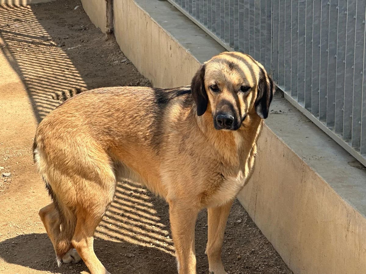 Antonietta, female 4yo Mixed Breed for adoption at SardinienHunde e.V.