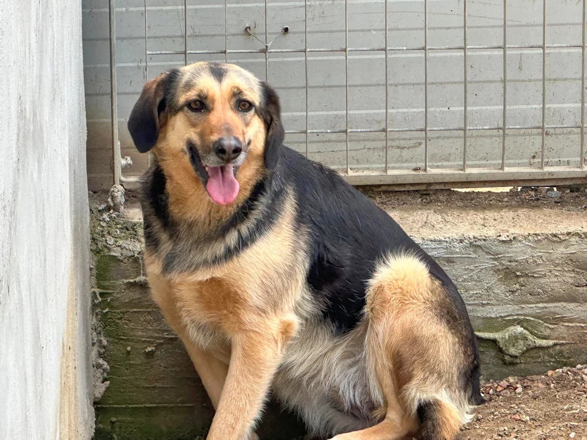 Antonina, female 4yo Mixed Breed for adoption at SardinienHunde e.V.