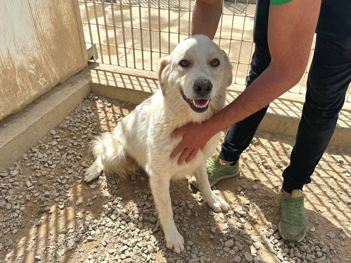 Armando, male 4yo Mixed Breed for adoption at SardinienHunde e.V.