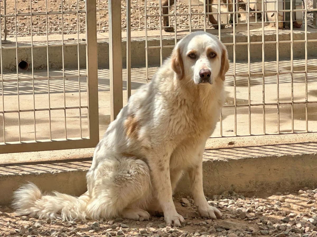 Arturo, male 4yo Mixed Breed for adoption at SardinienHunde e.V.