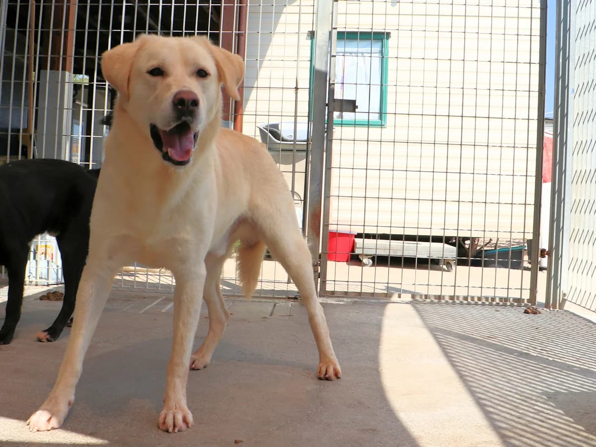 Barry, male 4yo Mixed Breed for adoption at SardinienHunde e.V.