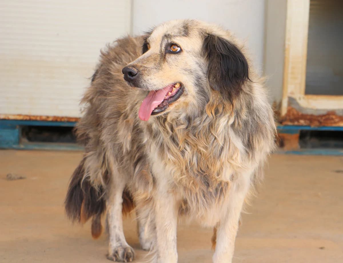 Basel, male senior Mixed Breed for adoption at SardinienHunde e.V.