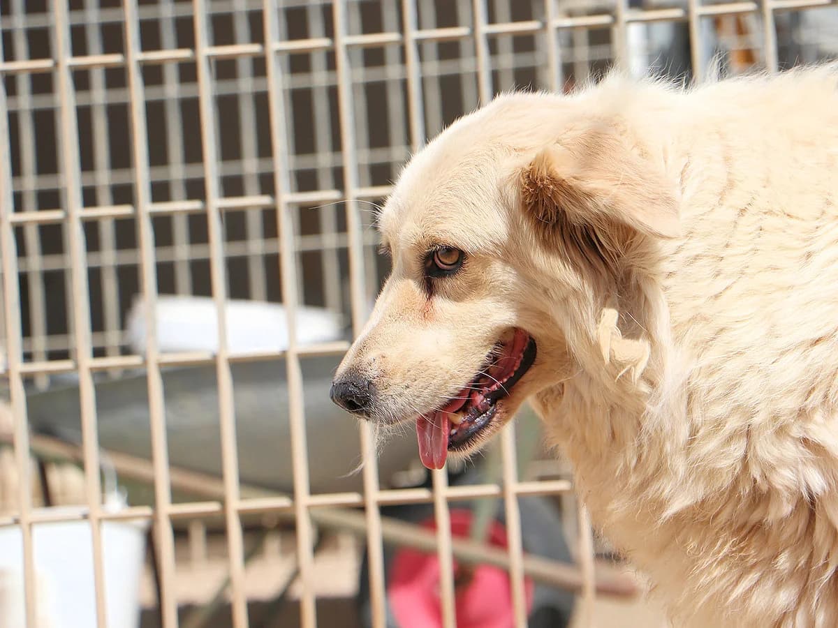 Basinca, female senior Mixed Breed for adoption at SardinienHunde e.V.