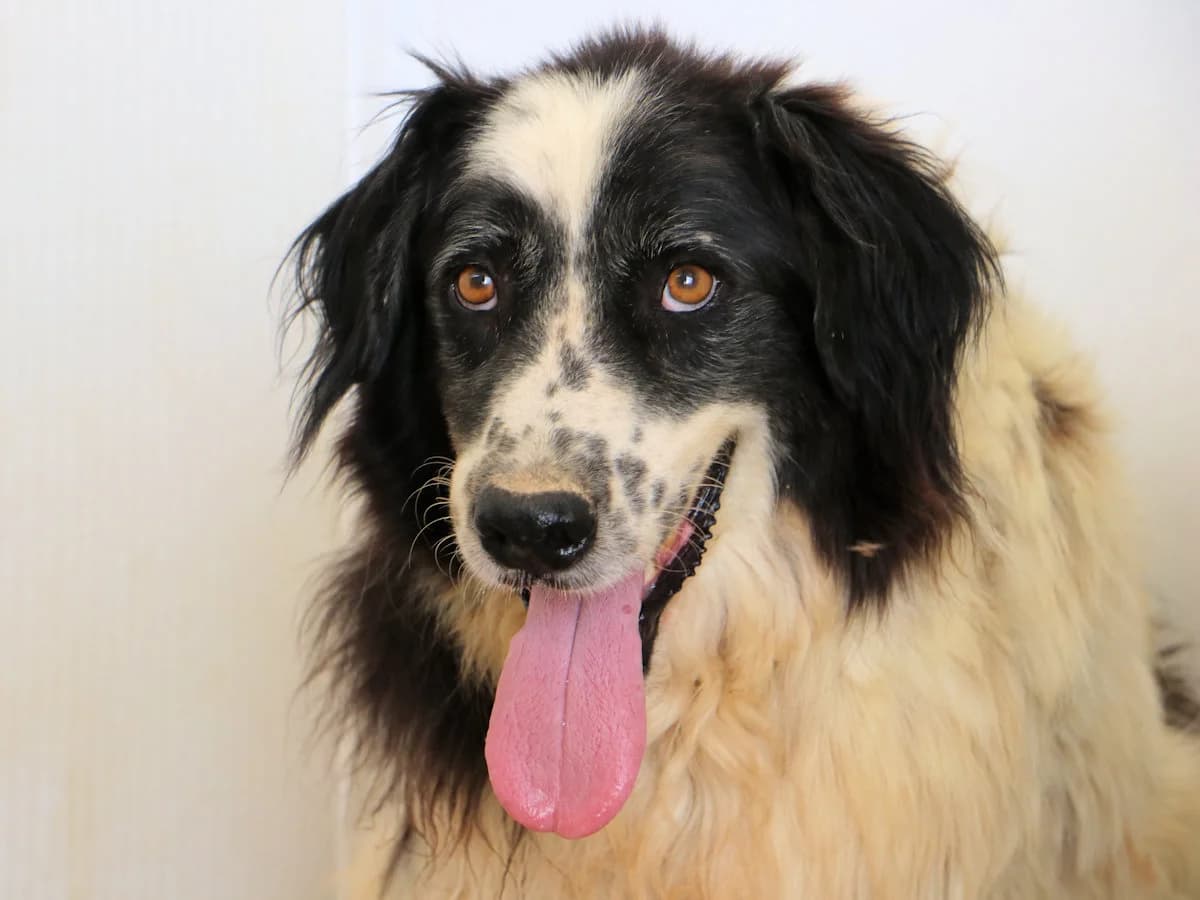 Basinco, male senior Mixed Breed for adoption at SardinienHunde e.V.