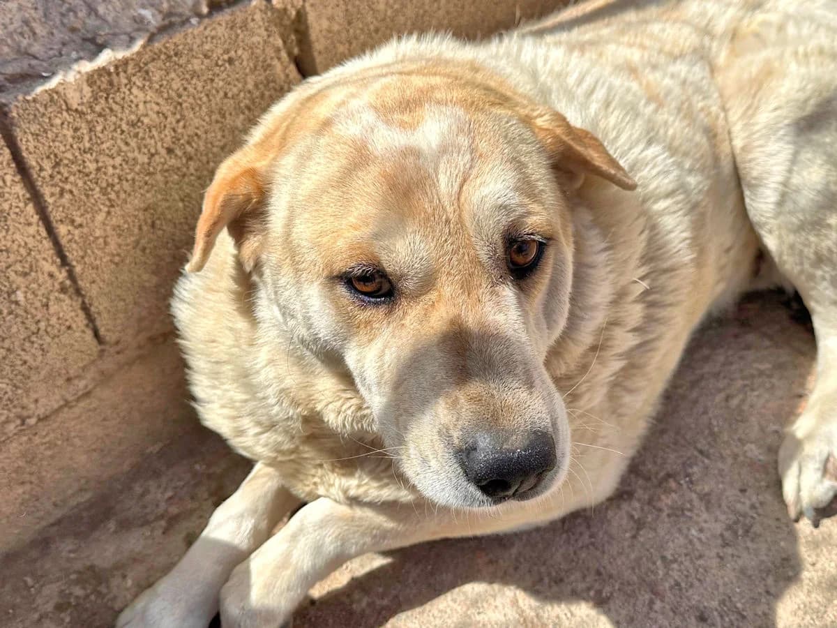Beatrice, female 7yo Mixed Breed for adoption at SardinienHunde e.V.