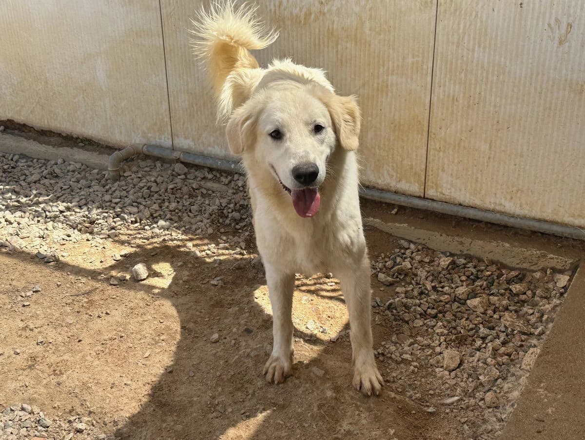 Brandon, male young Mixed Breed for adoption at SardinienHunde e.V.