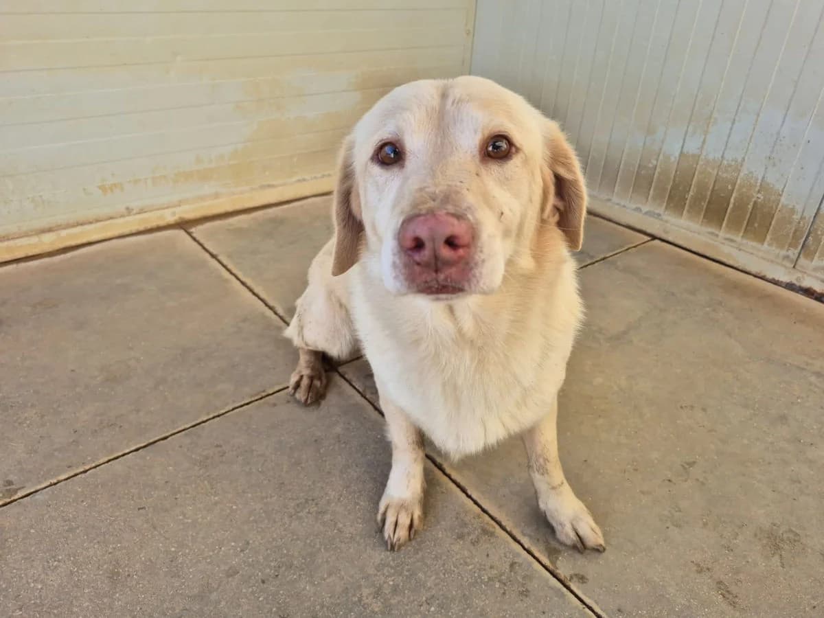 Buk, male 7yo Mixed Breed for adoption at SardinienHunde e.V.
