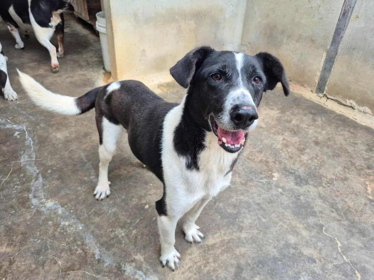 Califfo, male 5yo Mixed Breed for adoption at SardinienHunde e.V.