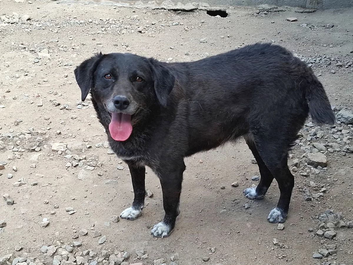 Carina, female 5yo Mixed Breed for adoption at SardinienHunde e.V.