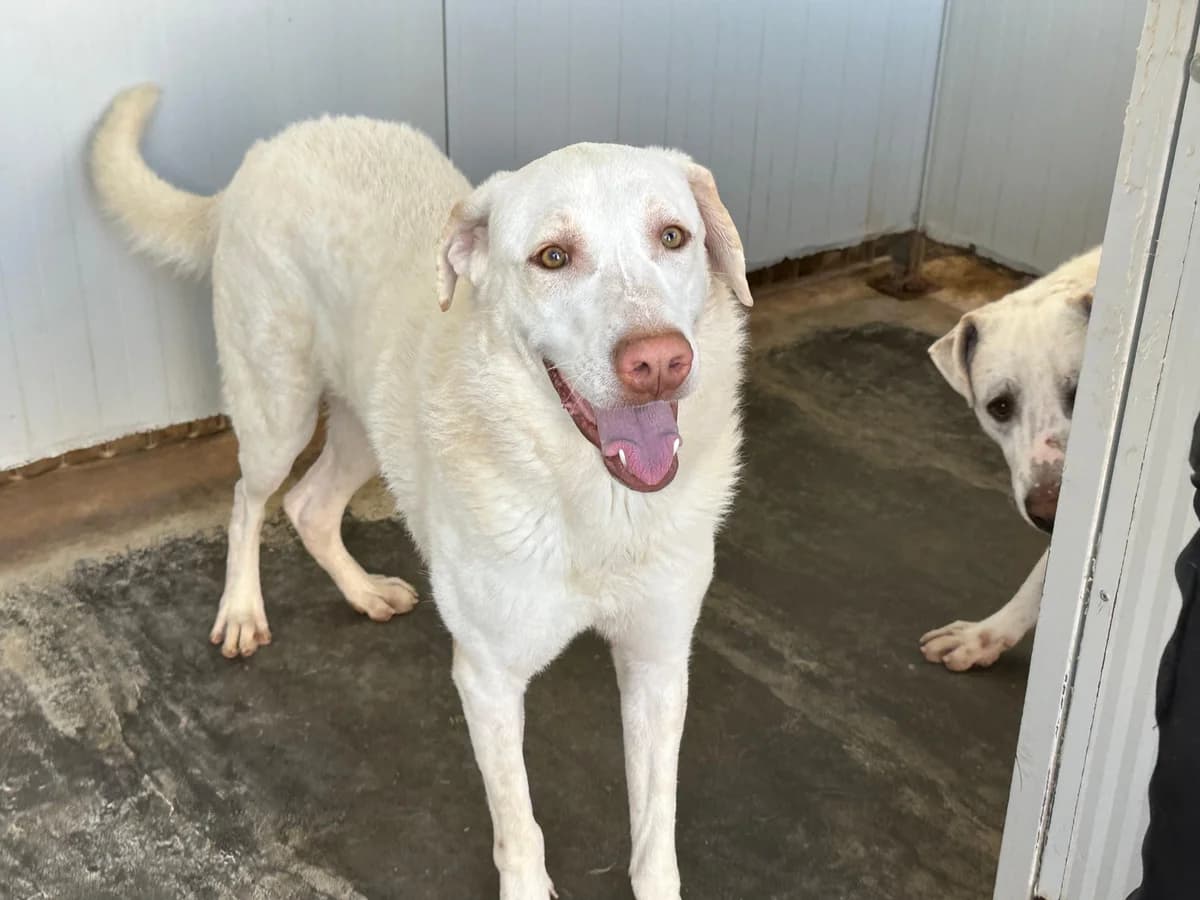 Eddy, male 3yo Mixed Breed for adoption at SardinienHunde e.V.