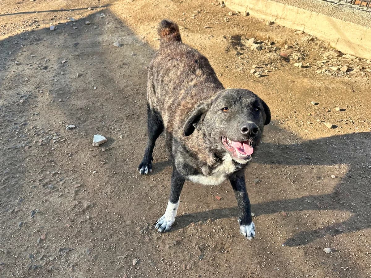 Doroty, female young Mixed Breed for adoption at SardinienHunde e.V.