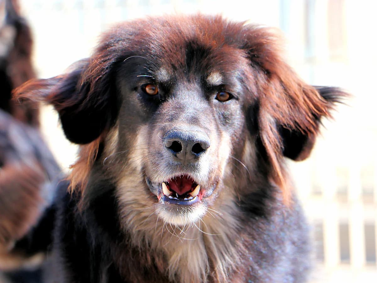 Fari, male 3yo Mixed Breed for adoption at SardinienHunde e.V.