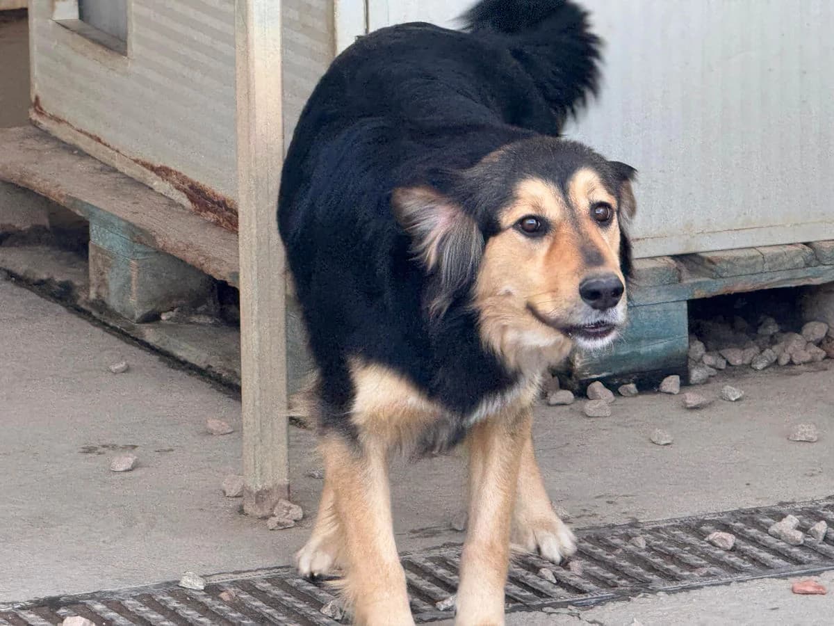 Fatima, female 3yo Mixed Breed for adoption at SardinienHunde e.V.