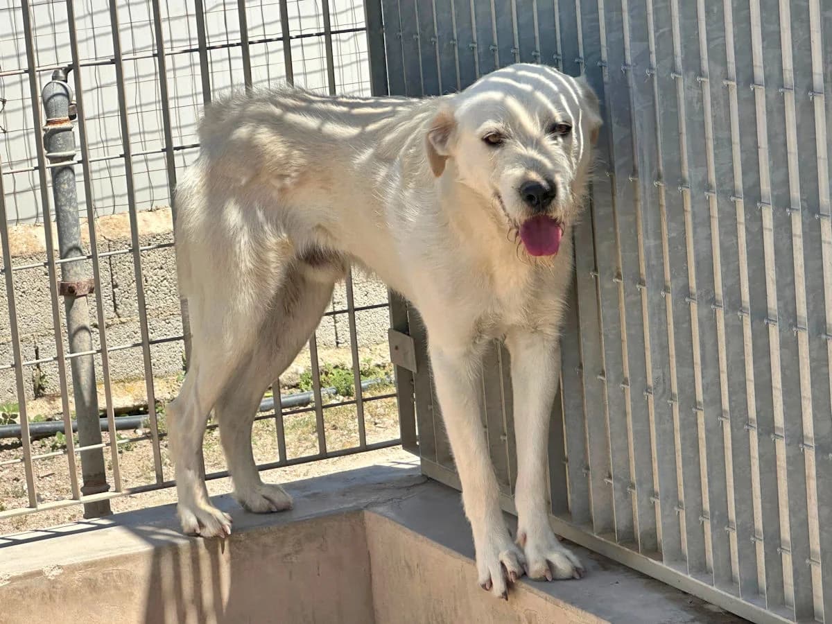 Felix, male young Mixed Breed for adoption at SardinienHunde e.V.