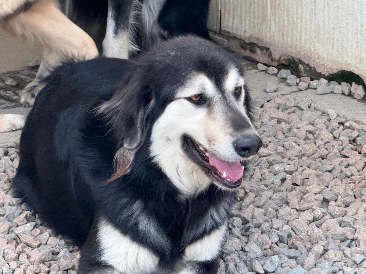 Fidel, male 3yo Mixed Breed for adoption at SardinienHunde e.V.
