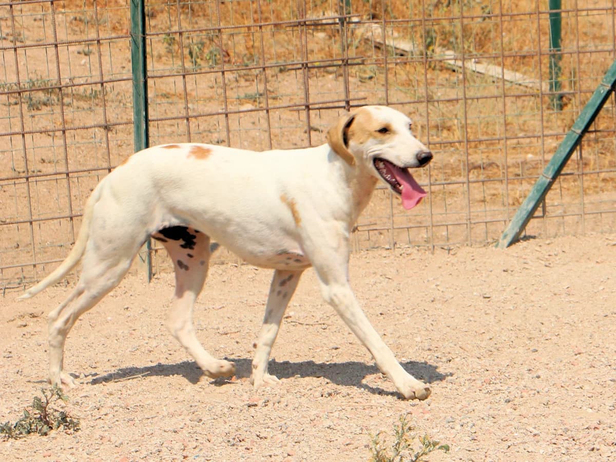 Fiona Marie, female 3yo Mixed Breed for adoption at SardinienHunde e.V.