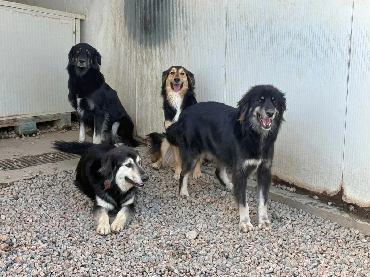 Fiorello, male 3yo Mixed Breed for adoption at SardinienHunde e.V.