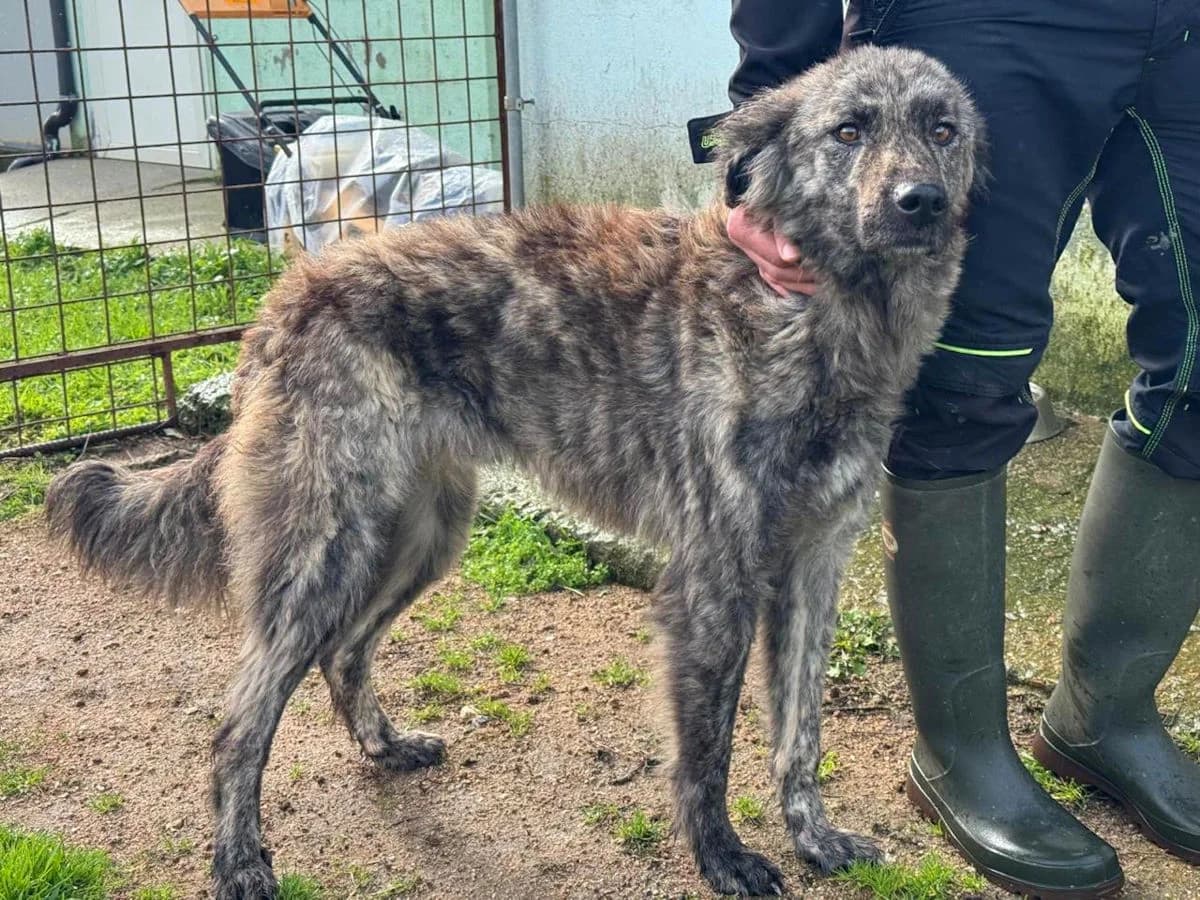 Gemma, female 4yo Mixed Breed for adoption at SardinienHunde e.V.