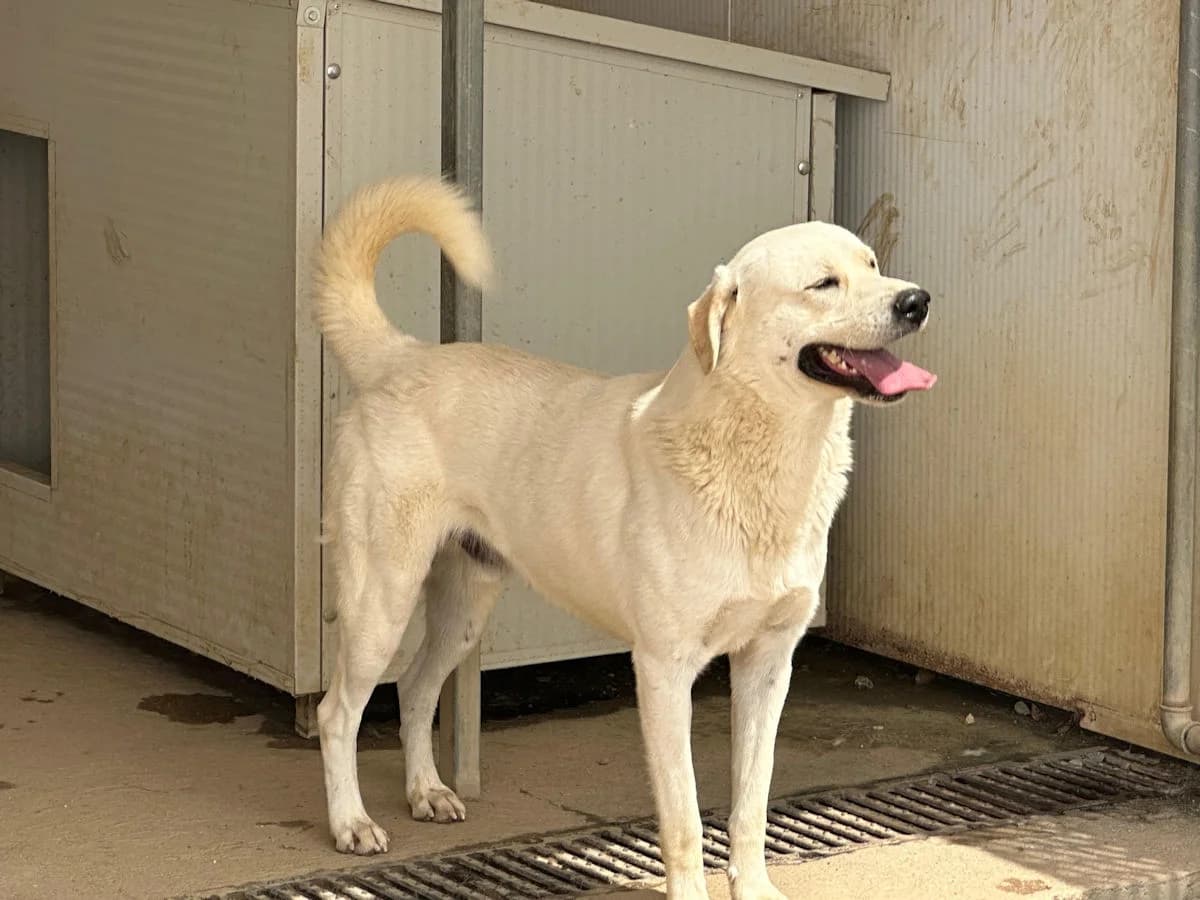 Gino, male 3yo Mixed Breed for adoption at SardinienHunde e.V.