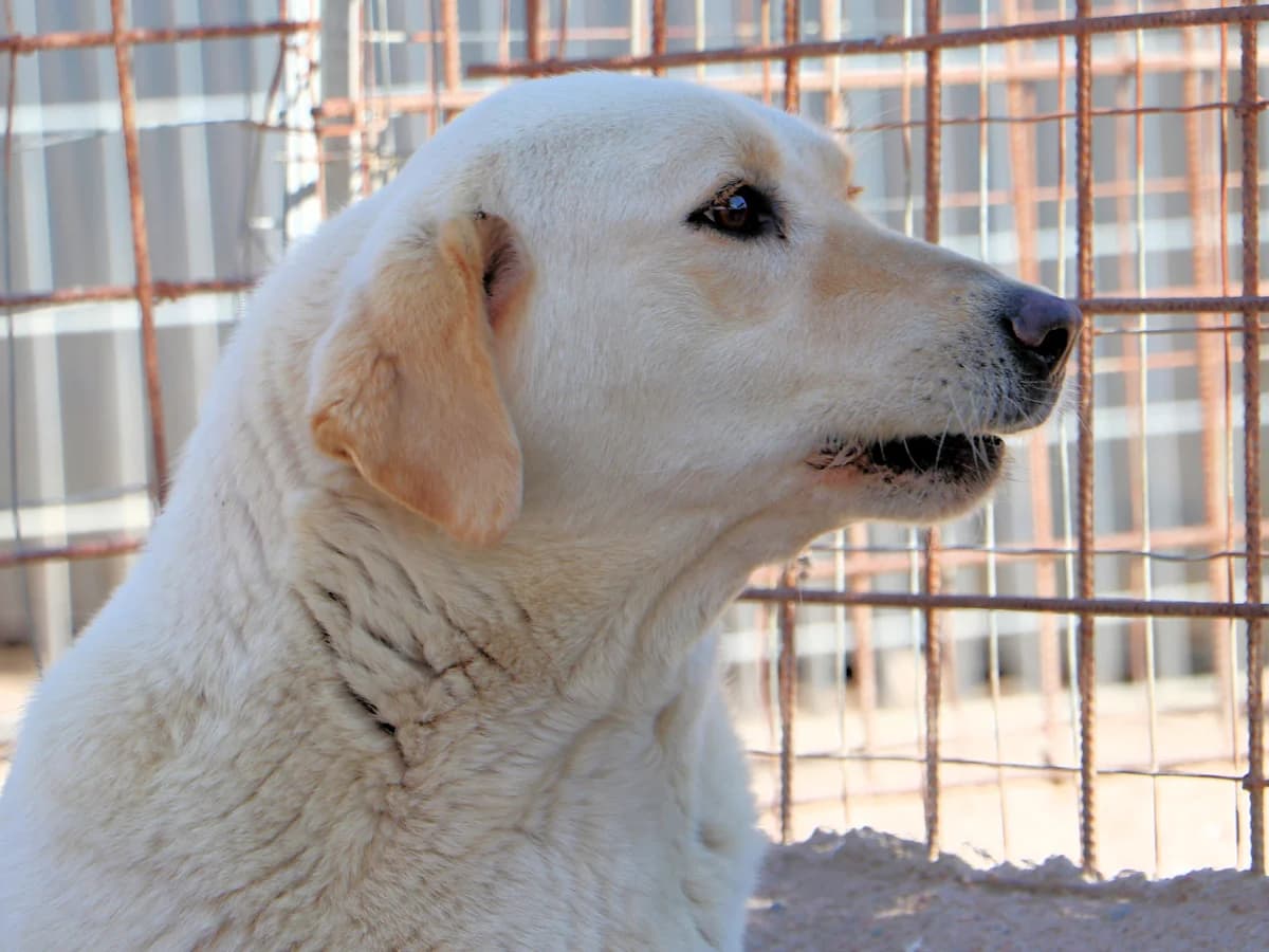 Glauco, male 5yo Mixed Breed for adoption at SardinienHunde e.V.