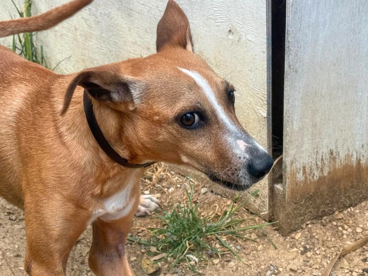 Gnocchetto, Mixed Breed (SardinienHunde e.V.)