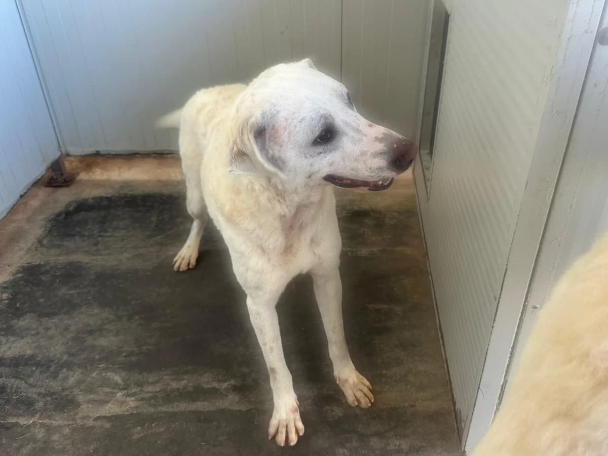 Bodo, male 3yo Mixed Breed for adoption at SardinienHunde e.V.