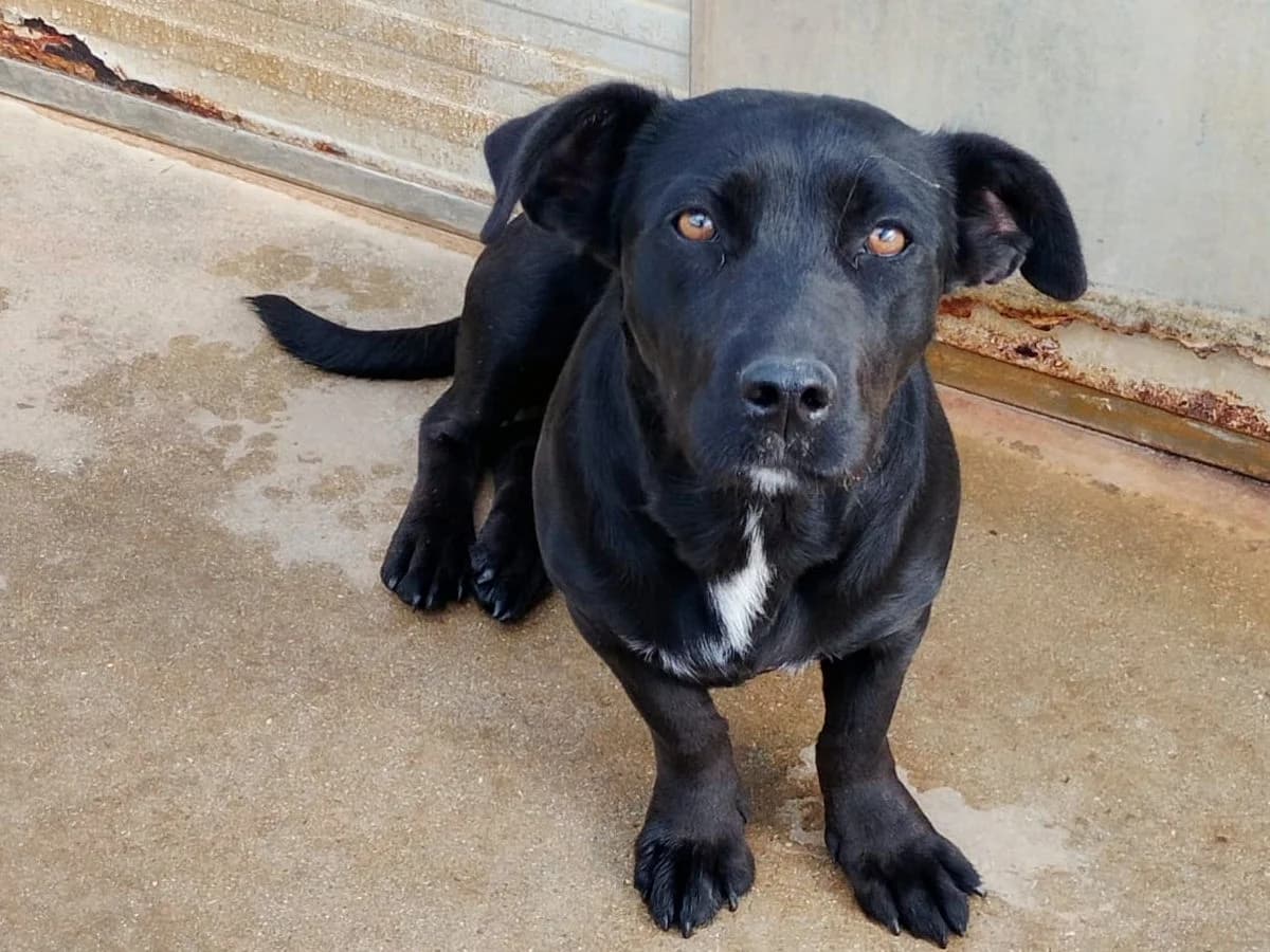 Happy, female 3yo Mixed Breed for adoption at SardinienHunde e.V.