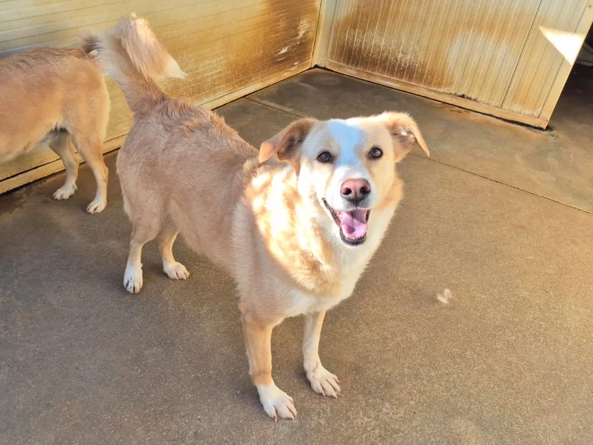 Helena, female 4yo Mixed Breed for adoption at SardinienHunde e.V.