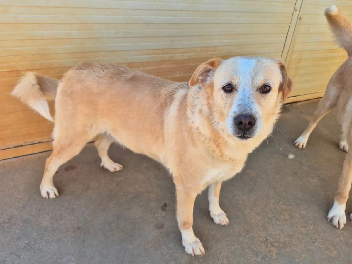 Hilda, female 4yo Mixed Breed for adoption at SardinienHunde e.V.