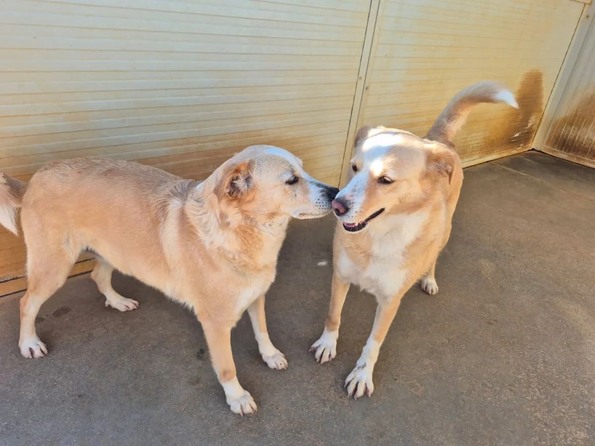 Hilda, female 4yo Mixed Breed for adoption at SardinienHunde e.V.