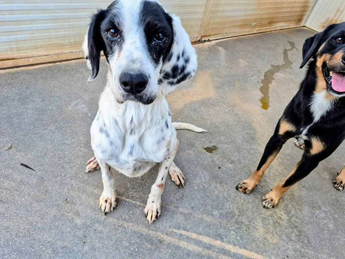 Ilary, female 6yo Mixed Breed for adoption at SardinienHunde e.V.