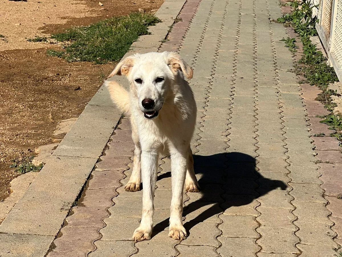 Iris, female young Mixed Breed for adoption at SardinienHunde e.V.
