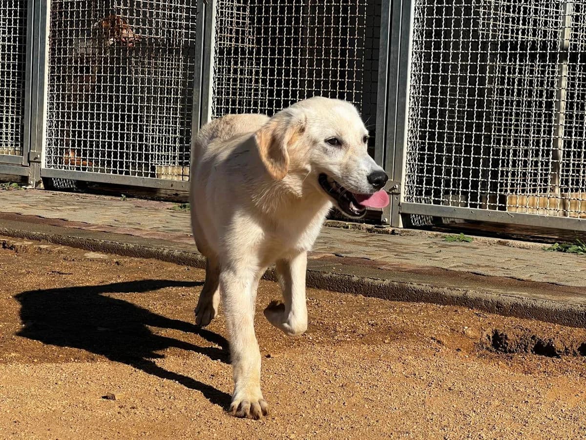 Irma, female young Mixed Breed for adoption at SardinienHunde e.V.