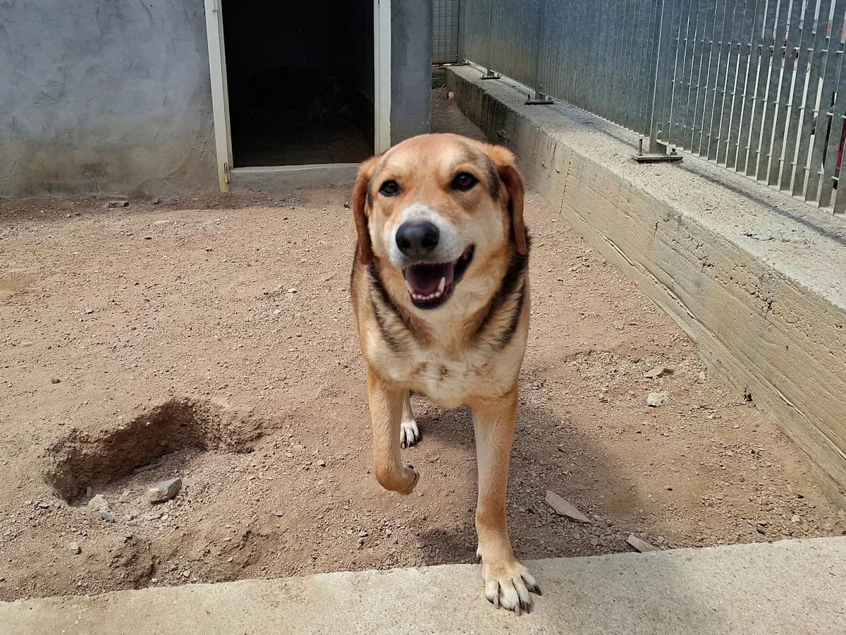 Johnny, male 4yo Mixed Breed for adoption at SardinienHunde e.V.