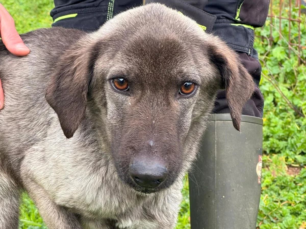 Lara, female young Mixed Breed for adoption at SardinienHunde e.V.