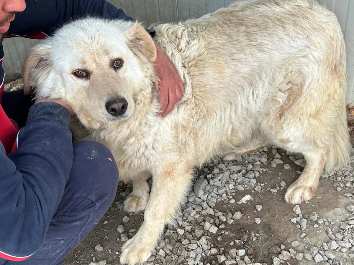 Lazzaro, male 7yo Mixed Breed for adoption at SardinienHunde e.V.