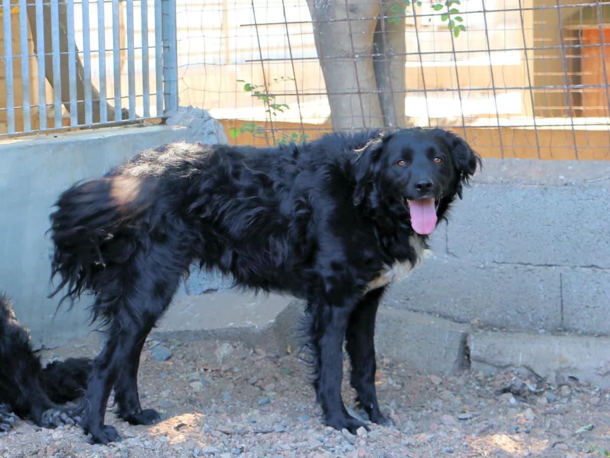 Lidina, female 3yo Mixed Breed for adoption at SardinienHunde e.V.