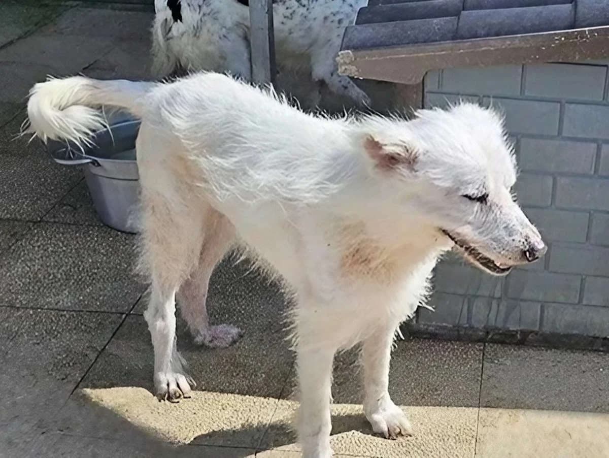 Loreto, male senior Mixed Breed for adoption at SardinienHunde e.V.