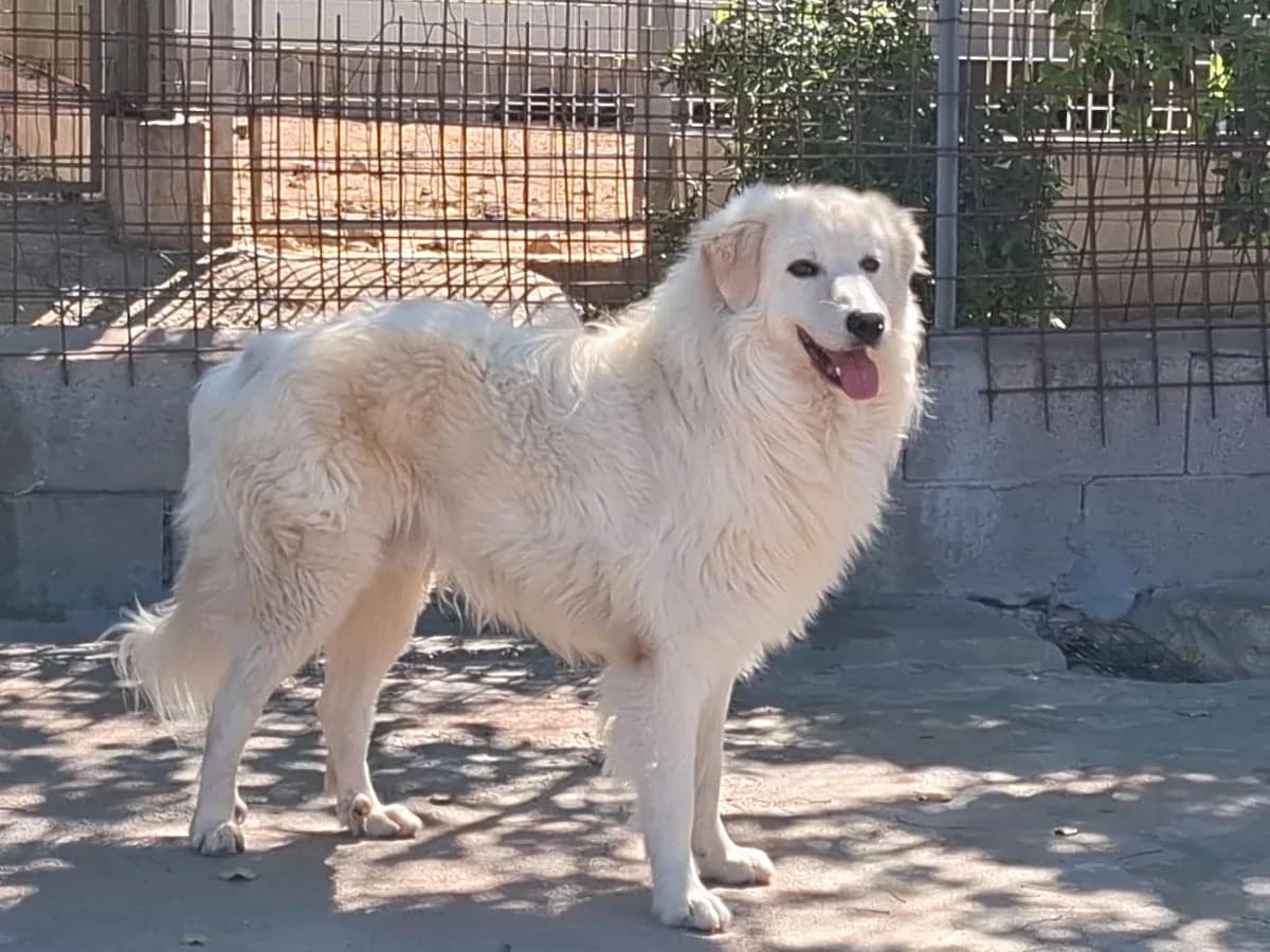 Lori, male 3yo Mixed Breed for adoption at SardinienHunde e.V.